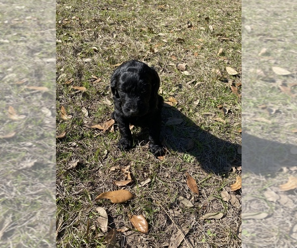 Medium Photo #4 Labradoodle Puppy For Sale in HOCKLEY, TX, USA