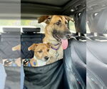 Small #8 German Shepherd Dog Mix