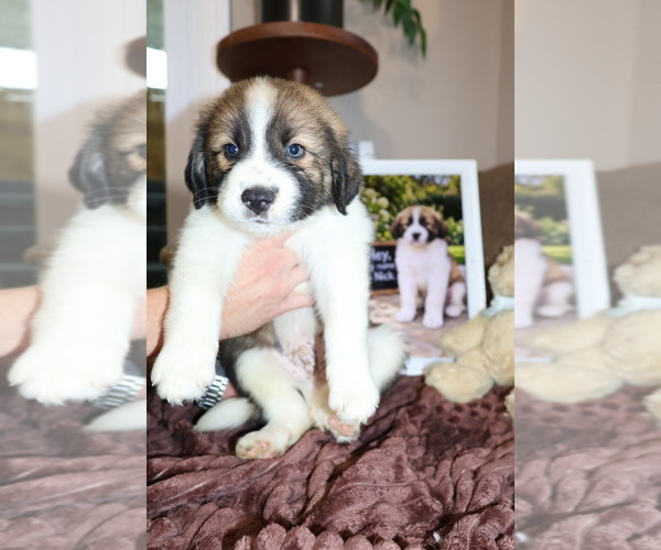 Medium Photo #9 Aussie Pyrenees Puppy For Sale in LEXINGTON, SC, USA