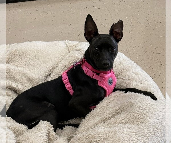 Medium Photo #1 Mutt Puppy For Sale in Mundelein, IL, USA