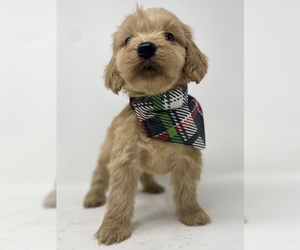 Double Doodle Puppy for sale in PHILADELPHIA, PA, USA