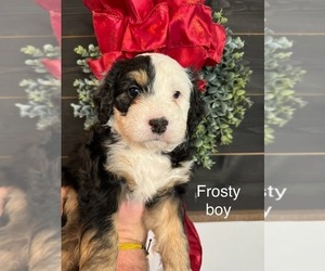 Bernedoodle (Miniature) Puppy for sale in AUXVASSE, MO, USA