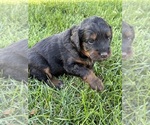 Small Photo #26 Bernedoodle (Miniature) Puppy For Sale in HELPER, UT, USA