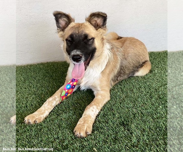 Medium Photo #2 Shollie Puppy For Sale in San Diego, CA, USA