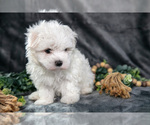 Puppy Anson Maltese