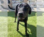 Small #1 Labrador Retriever Mix