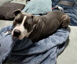 Small #5 American Staffordshire Terrier