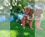 Small #1 Goldendoodle (Miniature)
