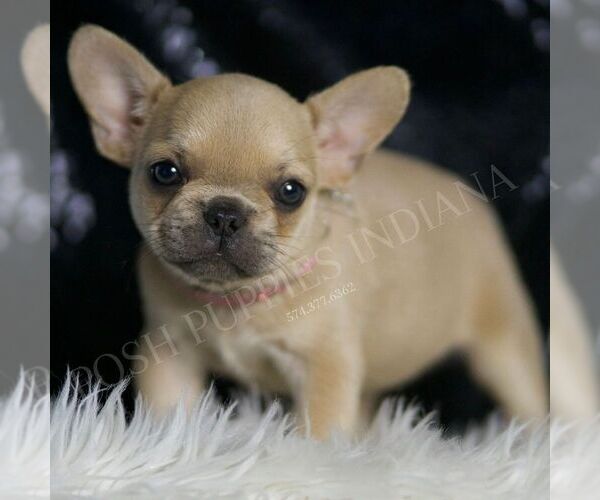 Medium Photo #1 French Bulldog Puppy For Sale in WARSAW, IN, USA