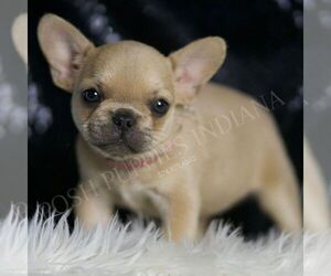 French Bulldog Puppy for sale in WARSAW, IN, USA