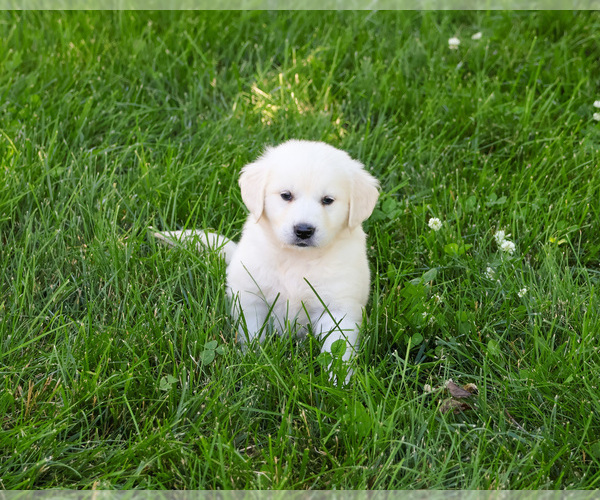 Medium Photo #5 English Cream Golden Retriever Puppy For Sale in SYRACUSE, IN, USA