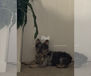 Father of the French Bulldog puppies born on 09/10/2025