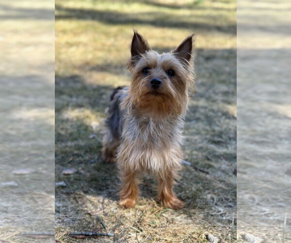 Medium Photo #9 Mutt Puppy For Sale in Allentown,, PA, USA