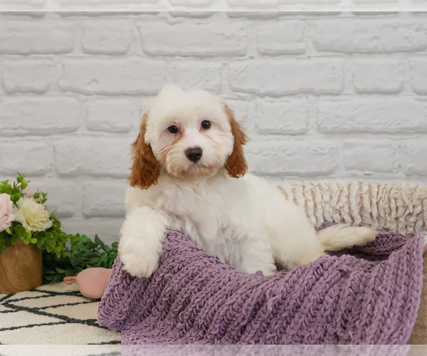 Medium Photo #2 Cavapoo (Miniature) Puppy For Sale in SYRACUSE, IN, USA