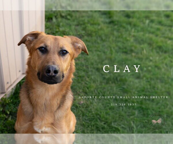 Medium Photo #6 Mutt Puppy For Sale in La Porte, IN, USA