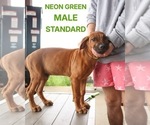 Puppy Neon Green Rhodesian Ridgeback