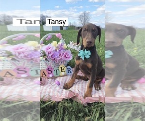Doberman Pinscher Puppy for sale in POMEROY, OH, USA