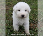 Puppy Puppy 1 Great Pyrenees