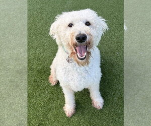 Ahsoka - Female Mutt Dog for Adoption - Photo #3