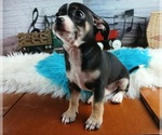 Small #4 Chihuahua
