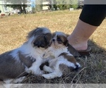 Small Photo #9 Shih Tzu Puppy For Sale in VENETA, OR, USA