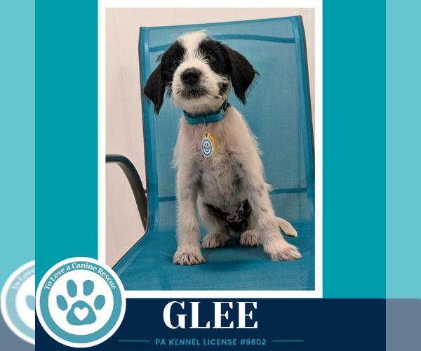 Medium Photo #2 Labrenees Puppy For Sale in Kimberton, PA, USA