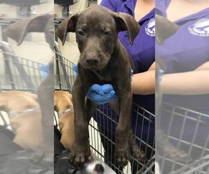 American Pit Bull Terrier Dogs for adoption in Conroe, TX, USA