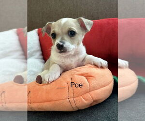 Chihuahua-Unknown Mix Dogs for adoption in Lakewood, CO, USA