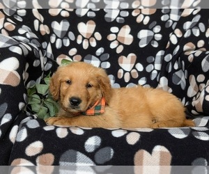 Golden Retriever Puppy for sale in CHRISTIANA, PA, USA