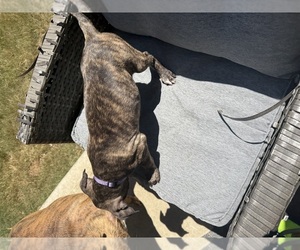 Medium American Staffordshire Terrier