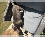 Puppy 3 American Staffordshire Terrier