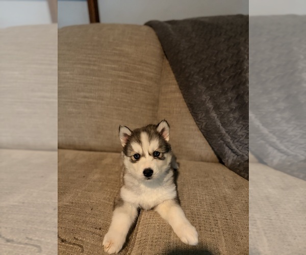 Medium Photo #3 Siberian Husky Puppy For Sale in ALTON, IL, USA