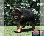 Small Photo #4 German Shepherd Dog Puppy For Sale in MURRIETA, CA, USA