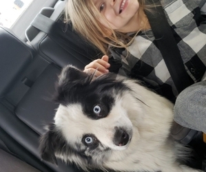 Miniature Australian Shepherd Puppy for sale in MILTON, WI, USA
