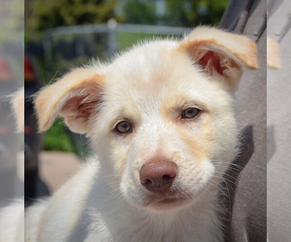 Medium Photo #6 Great Pyrenees-Unknown Mix Puppy For Sale in Huntley, IL, USA