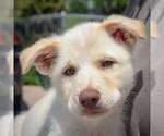 Small #5 Great Pyrenees Mix