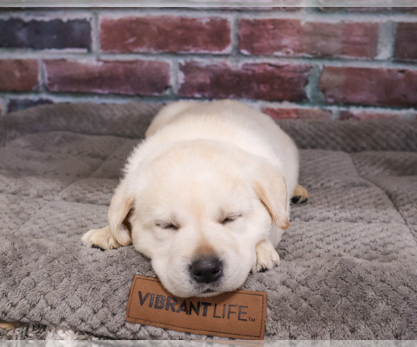 Medium Photo #11 Labrador Retriever Puppy For Sale in SYRACUSE, IN, USA