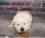 Small #10 Labrador Retriever