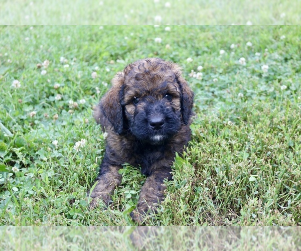 Medium Photo #6 Goldendoodle Puppy For Sale in KNOB NOSTER, MO, USA