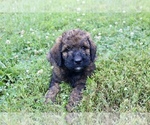Small #5 Goldendoodle