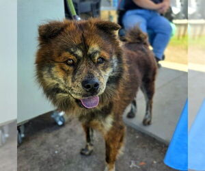Chow Chow Dogs for adoption in Long Beach, CA, USA