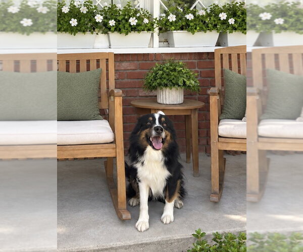 Medium Photo #1 Australian Shepherd Puppy For Sale in Menifee, CA, USA
