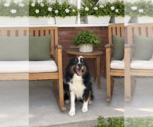 Australian Shepherd Dogs for adoption in Menifee, CA, USA