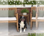 Small Australian Shepherd