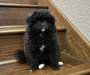 Chiranian Puppy for sale in ANTELOPE, CA, USA