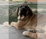 Small #7 Spanish Mastiff