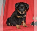Small Photo #2 Rottweiler Puppy For Sale in ATGLEN, PA, USA