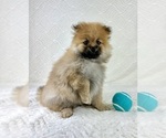 Small #4 Pomeranian