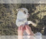 Small #2 Chihuahua Mix