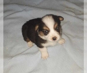 Cardigan Welsh Corgi Puppy for sale in CLARE, IL, USA